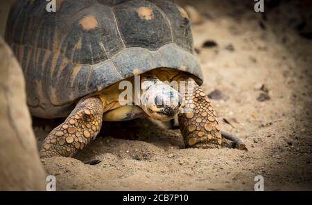 Schildkröte auf Gras im Park dvur kralove, der beste pohto Stockfoto