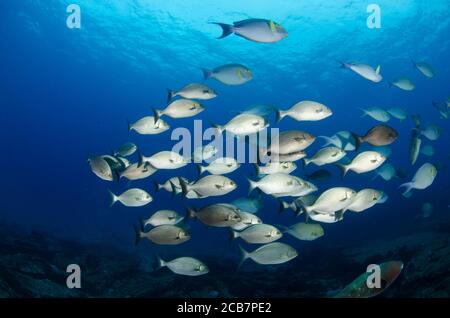 Schulen von Silberfischen in Cabo Pulmo National Park, Baja California sur, Mexiko, Baja California Sur. Stockfoto