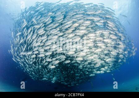 Big Eye Trevally Jack, (Caranx sexfasciatus) Forming eine Schule, Köder Ball oder Tornado. Cabo Pulmo Nationalpark. Baja California Sur, Mexiko. Stockfoto