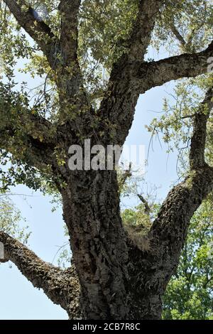 Cork Oak 'Quercus suber' Baum, Blick nach oben, ist ein mittelgroßer immergrüner lebender Eichenbaum, Sierra Foothills, Kalifornien. Stockfoto