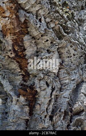 Cork Oak „Quercus suber“ ist eine mittelgroße immergrüne Eiche in Sierra Foothills, Kalifornien. Stockfoto