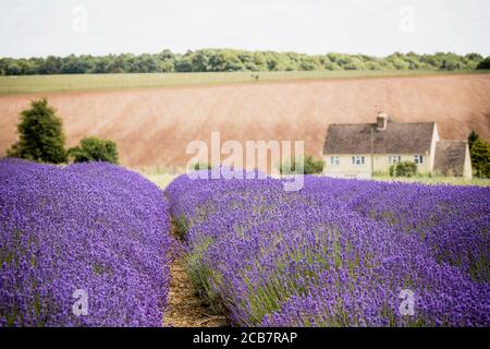 Lavendel, Lavdendula, Reihen von lila farbigen Blumen wachsen im Freien auf dem Bauernhof. Stockfoto