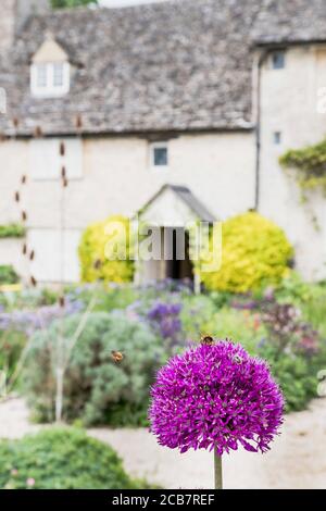 Allium, Allium Sativum, Lila Blumen wachsen im ummauerten Küchengarten mit Bienen auf dem Blütenkopf. Stockfoto