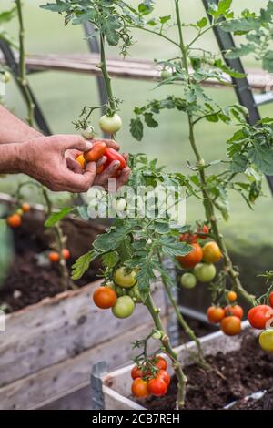 Kirschtomaten in einem Gewächshaus ernten Stockfoto