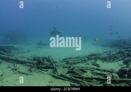 Bullenhai (Carcharhinus leucas). Riffe des Cortezer Meeres, Pazifischer Ozean. Cabo Pulmo, Baja California Sur, Mexiko. Das Aquarium der Welt. Stockfoto