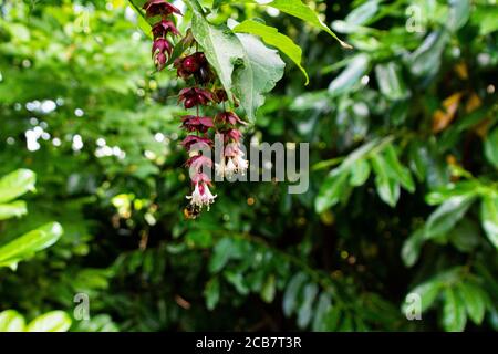 Eine Hummel auf den Blüten eines Himalaya-Geißbienen (Leycesteria formosa) Stockfoto