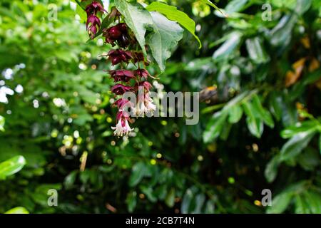 Die Blüten eines Himalaya-Geißblattes (Leycesteria formosa) Stockfoto