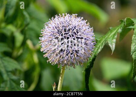 Der Blütenkopf einer Kugeldistel (Echinops) Stockfoto