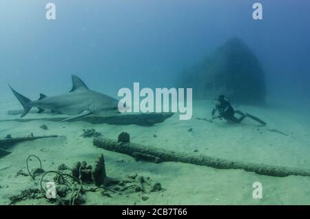 Bullenhai (Carcharhinus leucas) in Interaktion mit Tauchern. Riffe des Cortez-Meeres, Pazifischer Ozean. Cabo Pulmo, Baja California Sur, Mexiko. Stockfoto