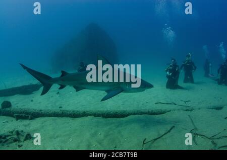 Bullenhai (Carcharhinus leucas) in Interaktion mit Tauchern. Riffe des Cortez-Meeres, Pazifischer Ozean. Cabo Pulmo, Baja California Sur, Mexiko. Stockfoto