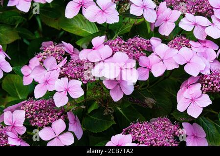 Die Blüten einer rosa Spitzenmütze Hortensien Stockfoto