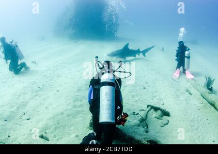 Bullenhai (Carcharhinus leucas) in Interaktion mit Tauchern. Riffe des Cortez-Meeres, Pazifischer Ozean. Cabo Pulmo, Baja California Sur, Mexiko. Stockfoto