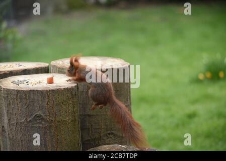 Deutsche Rote Eichhörnchen Klettern Auf Baum Stamm Nahaufnahme Stockfoto