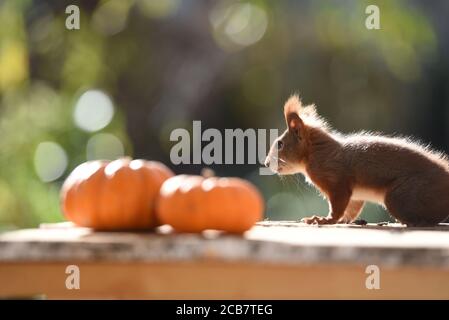 Halloween Deutsch Rot Eichhörnchen Makro Nahaufnahme Stockfoto