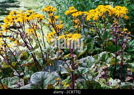 Eine Leopardenpflanze (Ligularia dentata) in Blüte Stockfoto