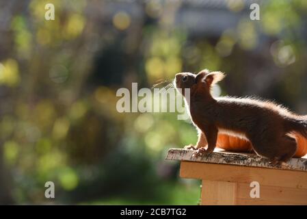 Deutsche Rote Eichhörnchen Makro Nahaufnahme Stockfoto