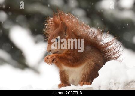Deutsche Rote Eichhörnchen Im Schnee Nahaufnahme Stockfoto