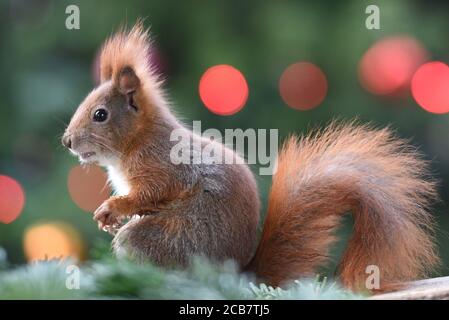Deutsche Rote Eichhörnchen Makro Nahaufnahme Stockfoto