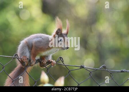 Deutsche Rote Eichhörnchen Sitzt Auf Zaun Makro Stockfoto