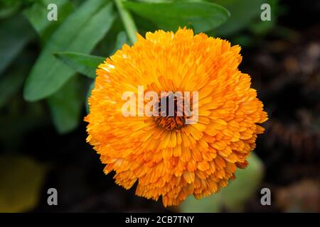 Eine Ringelblumensorte (Calendula officinalis) Stockfoto