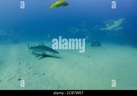 Bullenhai (Carcharhinus leucas). Riffe des Cortezer Meeres, Pazifischer Ozean. Cabo Pulmo, Baja California Sur, Mexiko. Das Aquarium der Welt. Stockfoto