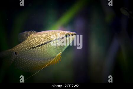 Trichopodus leerii. Tropische Fische schwimmen im Aquarium, das beste Foto Stockfoto