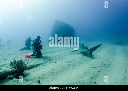 Bullenhai (Carcharhinus leucas) in Interaktion mit Tauchern. Riffe des Cortez-Meeres, Pazifischer Ozean. Cabo Pulmo, Baja California Sur, Mexiko. Stockfoto