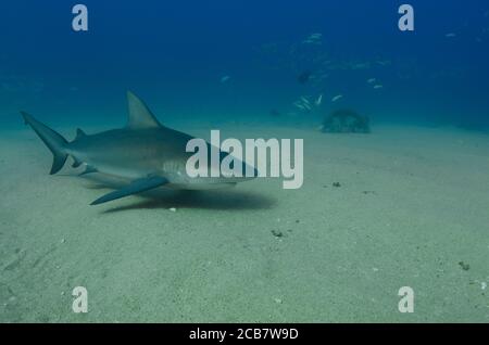 Bullenhai (Carcharhinus leucas). Riffe des Cortezer Meeres, Pazifischer Ozean. Cabo Pulmo, Baja California Sur, Mexiko. Das Aquarium der Welt. Stockfoto