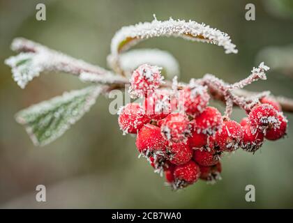 Weißdorn, Crataegus, Frostbeeren an einem kalten Wintermorgen. Stockfoto