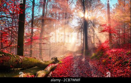 Bezaubernde Herbstlandschaft in verträumten Farben zeigt einen Waldweg Mit der Sonne hinter einem Baum, der schöne Strahlen durchwirft Nebelschwaden Stockfoto