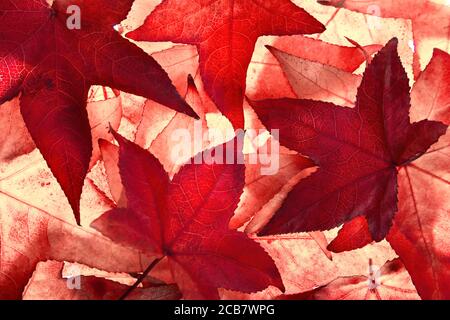 Rote Ahornblätter des Herbstes füllen den Rahmen, beleuchtet durch Licht von hinten im Studio Stockfoto