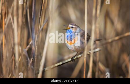 Weißfleckiger Blaukehlchen Luscinia svecica cyanecula auf einem Schilfstiel, das beste Foto Stockfoto