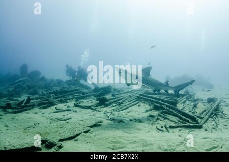 Bullenhai (Carcharhinus leucas) in Interaktion mit Tauchern. Riffe des Cortez-Meeres, Pazifischer Ozean. Cabo Pulmo, Baja California Sur, Mexiko. Stockfoto