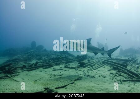 Bullenhai (Carcharhinus leucas) in Interaktion mit Tauchern. Riffe des Cortez-Meeres, Pazifischer Ozean. Cabo Pulmo, Baja California Sur, Mexiko. Stockfoto