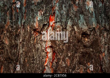 Fabelhafte Kiefer Stamm Textur faszinierend und geheimnisvoll natürlichen Hintergrund für Design mit dunklen Kanten Stockfoto