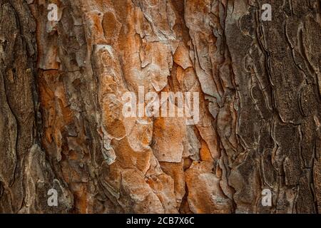 Geheimnisvolle Kiefernstruktur mit orangefarbenem Holz und dunkler Rinde fantastisch Hintergrund für Design Stockfoto