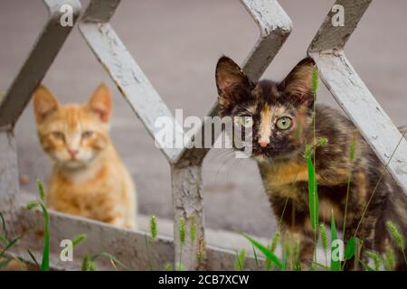 Mehrfarbige Kätzchen mit großen grünen Augen auf einem verschwommen Hintergrund rothaarige Konzept der niedlichen und streunenden Tiere Stockfoto