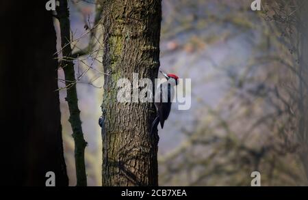 Paar weibliche und männliche Schwarzspecht auf dem alten Baum Ast, isoliert, natürliche Umgebung, Nahaufnahme, Dryocopus martius, Tschechische Republik Stockfoto