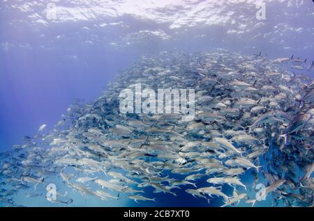 Big Eye Trevally Jack, (Caranx sexfasciatus) Forming eine Schule, Köder Ball oder Tornado. Cabo Pulmo Nationalpark. Baja California Sur, Mexiko. Stockfoto