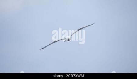 Wildlife Hintergrund der Larus cachinnans Möwe fliegt über den Himmel, Phase des Fluges. Das beste Foto. Stockfoto