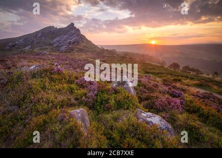 Sonnenaufgang über Ramshaw Rocks im britischen Peak District National Park mit Heidekraut, das um die verstreuten Steine blüht. Stockfoto