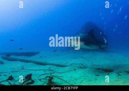 Bullenhai (Carcharhinus leucas). Riffe des Cortezer Meeres, Pazifischer Ozean. Cabo Pulmo, Baja California Sur, Mexiko. Das Aquarium der Welt. Stockfoto