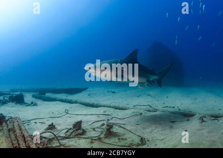 Bullenhai (Carcharhinus leucas). Riffe des Cortezer Meeres, Pazifischer Ozean. Cabo Pulmo, Baja California Sur, Mexiko. Das Aquarium der Welt. Stockfoto