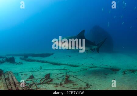 Bullenhai (Carcharhinus leucas). Riffe des Cortezer Meeres, Pazifischer Ozean. Cabo Pulmo, Baja California Sur, Mexiko. Das Aquarium der Welt. Stockfoto