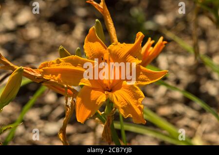 Hemerocallis 'Burning Daylight' Stockfoto