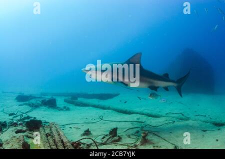 Bullenhai (Carcharhinus leucas). Riffe des Cortezer Meeres, Pazifischer Ozean. Cabo Pulmo, Baja California Sur, Mexiko. Das Aquarium der Welt. Stockfoto