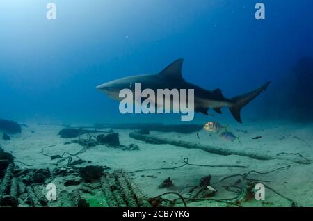 Bullenhai (Carcharhinus leucas). Riffe des Cortezer Meeres, Pazifischer Ozean. Cabo Pulmo, Baja California Sur, Mexiko. Das Aquarium der Welt. Stockfoto