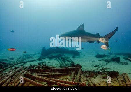 Bullenhai (Carcharhinus leucas). Riffe des Cortezer Meeres, Pazifischer Ozean. Cabo Pulmo, Baja California Sur, Mexiko. Das Aquarium der Welt. Stockfoto