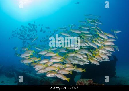 Grunts und Snapper bilden eine Schule in einem Schiffswrack, Riffe von Sea of Cortez, Pazifischer Ozean. Cabo Pulmo, Baja California Sur, Mexiko. Stockfoto