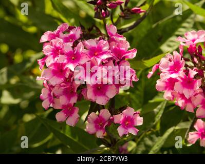Phlox paniculata 'Miss Elie' Stockfoto